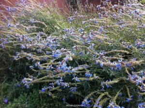 Salvia ulignosa - blossom